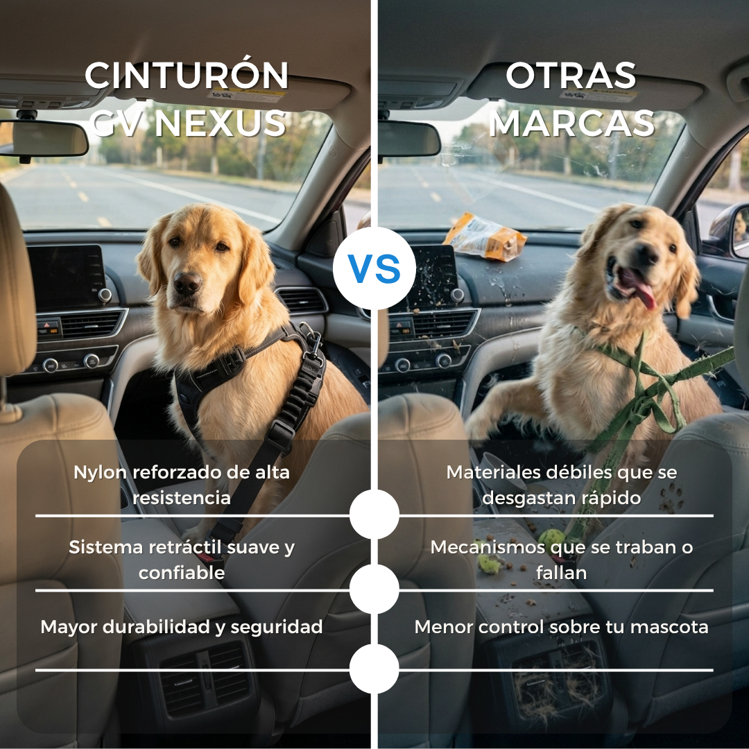 Comparativa entre llevar al perro suelto y usar cintur&oacute;n de seguridad